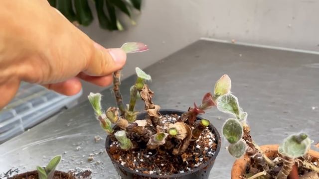 Tradescantia Sillamontana Care And Propagation