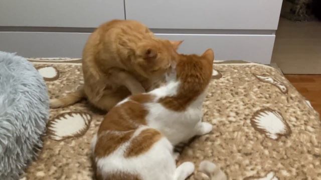 Перед сном Братики Рудик и Лёсик вылизывают друг друга