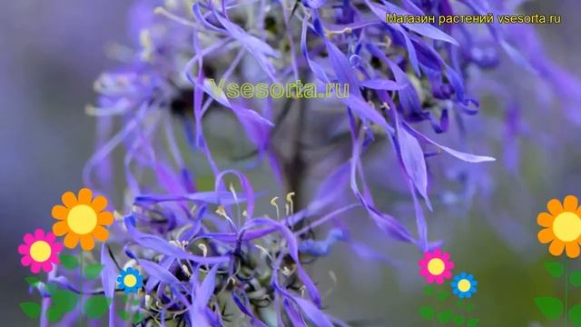 Флокс метельчатый Гений. Краткий обзор, описание характеристик, где купить саженцы смотреть онлайн