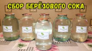 Собираем Берёзовый сок... Заготовка берёзового сока