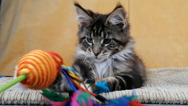 Dohnny King Size 3.5 months old смотреть онлайн