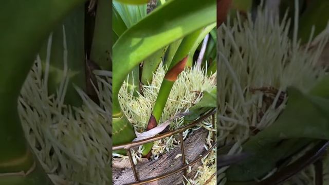 Grammatophyllum Scriptum V. Citrinum Update