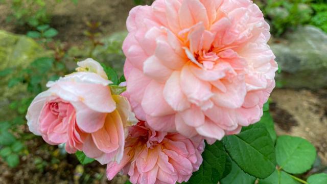 [David Austin] Eustacia Vye Rose 2022 of the first year смотреть онлайн