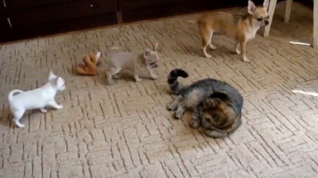 Чихуа и первая их кошка) смотреть онлайн
