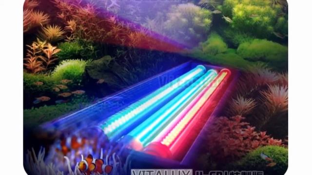 LED水族燈: 龍魚缸/魟魚缸/水草缸/海水缸/羅漢缸/水晶蝦缸/七彩神仙缸 смотреть онлайн