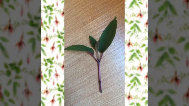 Обрезка фуксии смотреть онлайн