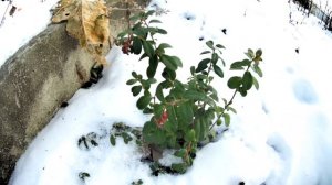 Брусника зимой. Как зимует брусника Руно и Линнея. Выращивание брусники на участке