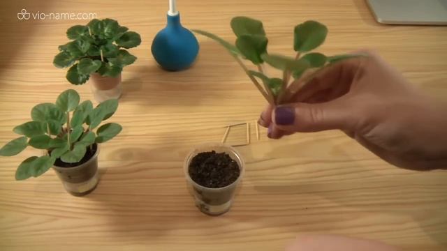 Как зафиксировать фиалку без корней смотреть онлайн