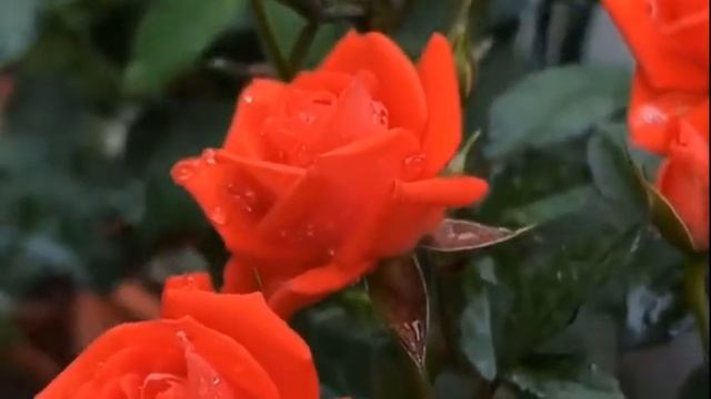 Футаж красные розы смотреть онлайн