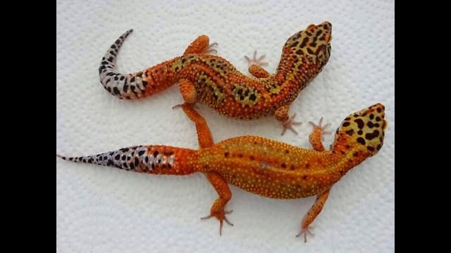 Топ 5 Самых красивых морф эублефаров