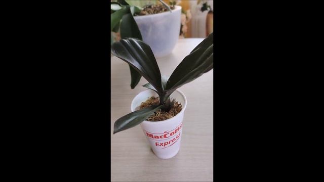 Моя большая ошибка при посадке орхидеи. смотреть онлайн