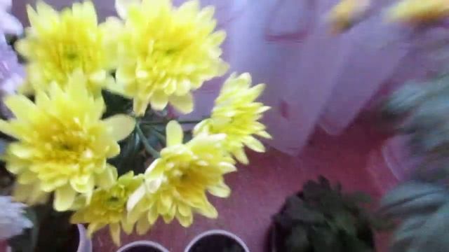 ХРИЗАНТЕМА ИЗ ЧЕРЕНКА смотреть онлайн