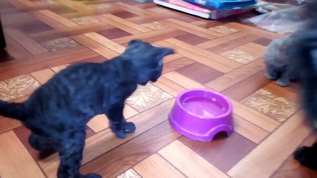 Кошка учить пить воду котят смотреть онлайн
