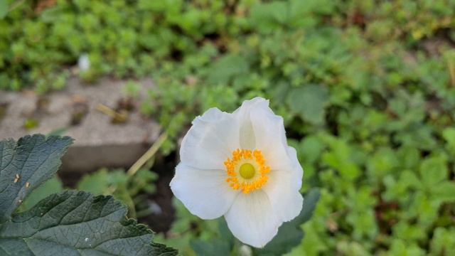 Ветреница хубэйская на дачном участке. Ветреница хубэйская. Анемо́на хупе́йская. Дачный участок. смотреть онлайн