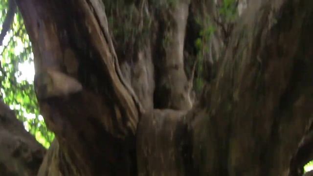 Lovely old YEW TREE (Taxus baccata) sits astride a boundary wall - Leigh Woods, UK смотреть онлайн
