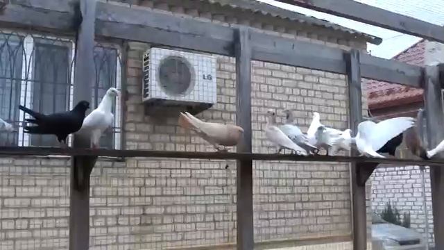 Бойные голуби Салиха Яхъяева в Махачкале смотреть онлайн