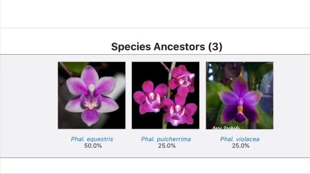 紫色珍奇蝴蝶兰“蓝星“ Phalaenopsis Summer Rose “Blue Star” смотреть онлайн
