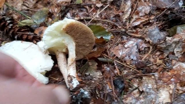 Maślak wejmutkowy (Suillus placidus) смотреть онлайн