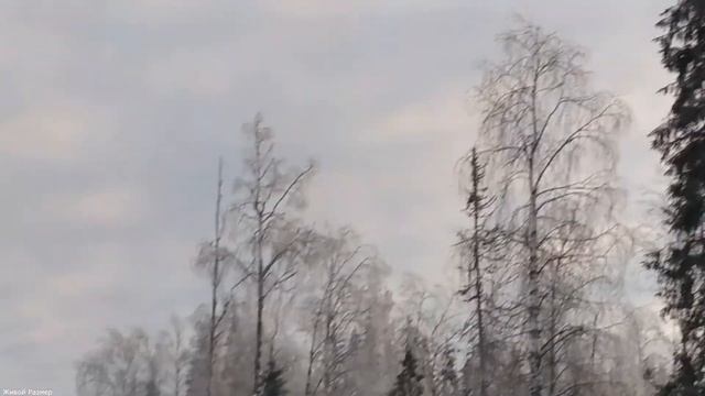 Глухарь- тетерев смотреть онлайн