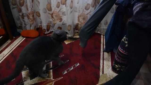 Бешеная кошка ДЕЛАЕТ КРАСИВЫЙ КУВЫРОК - коты приколы