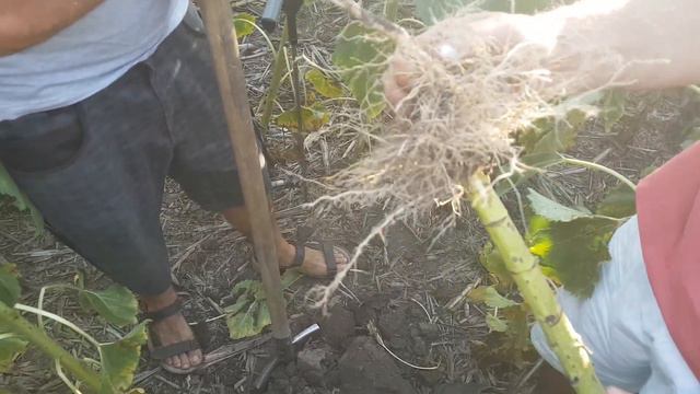 Соняшник після внесення КАС Блюджетом на полі Петренка