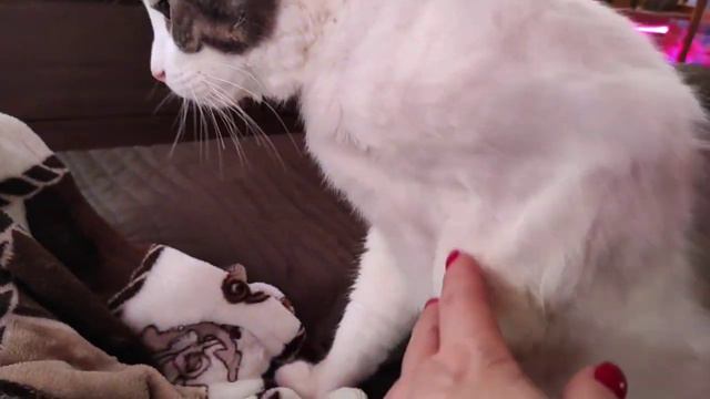 21.12.20.Котик Мурзик.. смотреть онлайн