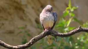 Обыкновенная горлица