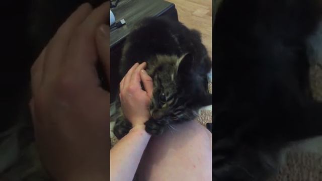 кот кусается