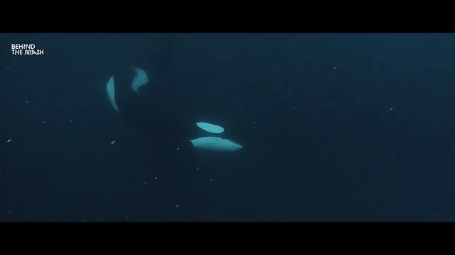 Above & Below Orca Madness - Trailer I смотреть онлайн