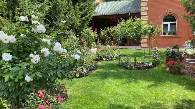 РОЗЫ НА ГАЗОНЕ. ШИК! БЛЕСК! КРАСОТА! смотреть онлайн