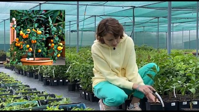 Лимони, апельсини на підвіконні? Легко! смотреть онлайн