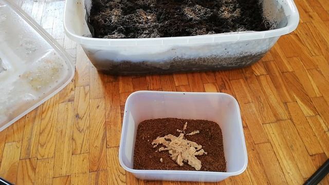 Запуск, перезапуск гриндальского червя