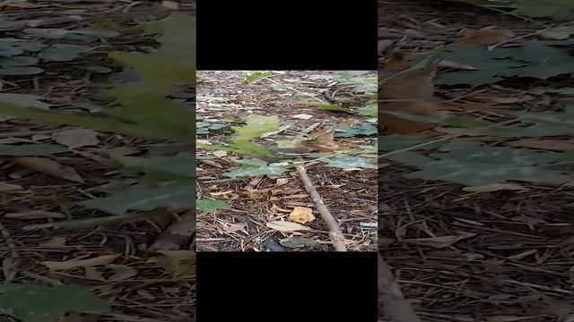 Моё солнышко (ручные белки ) )) смотреть онлайн