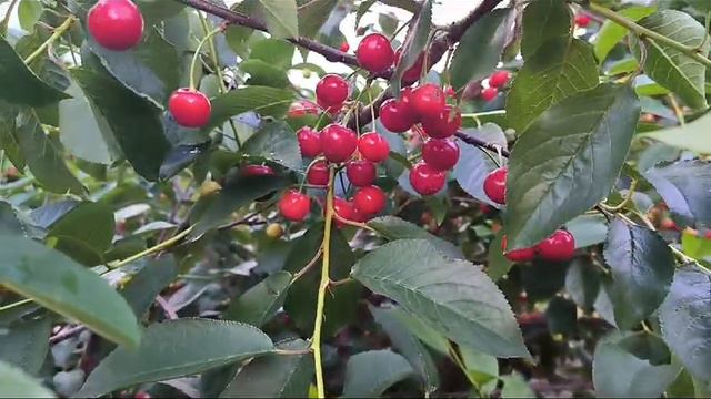 15 июня 2024 Сад, Вишня Малышка
Саратовская область. Хвалынск.