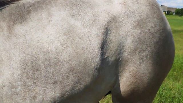 ЛОШАДИ/ЖЕРЕБЧИК ВЕРАС?horse смотреть онлайн