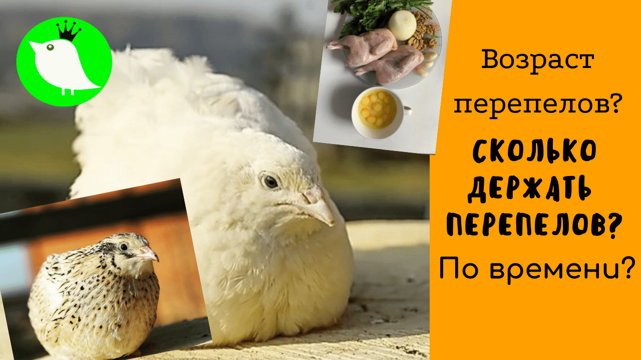 Возраст перепелов. Сколько держать перепелов по времени? смотреть онлайн