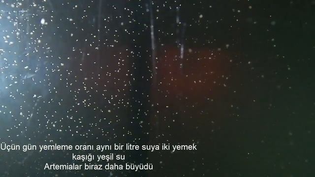 Adım Adım Canlı Yem Artemia Yetiştiriciliği смотреть онлайн