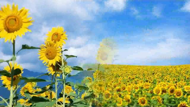 High Quality Sunflower - Pictures смотреть онлайн