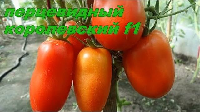 Лучшие семена томатов от компании СЕДЕК смотреть онлайн