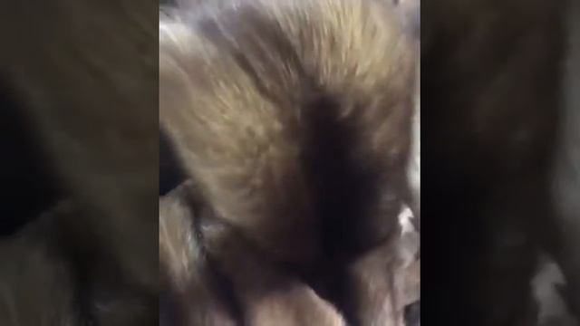 Соболь баргузинский 5 цвет, л/с смотреть онлайн