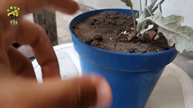 ? Planta CINERARIA MARITIMA смотреть онлайн