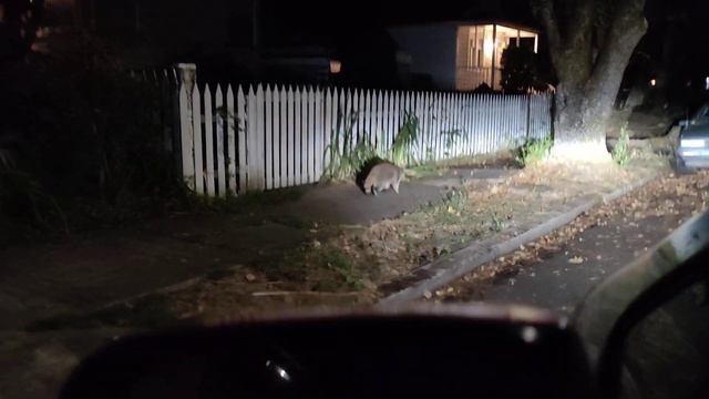 ДИКИЙ ЕНОТ В ГОРОДЕ / WILD RACOON IN THE CITY