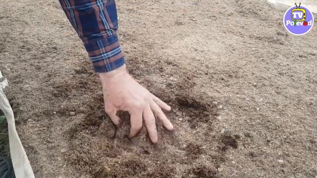 Подготовка грунта для рассады ФРИГО (23-04-2018) смотреть онлайн