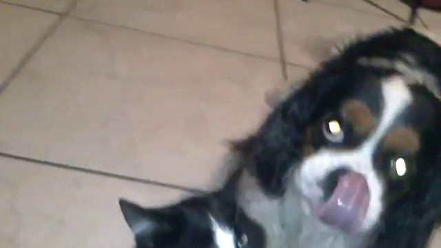 Chat et chien qui se kiffe смотреть онлайн