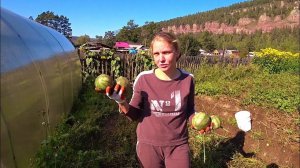 Дела житейские. Про картошку, мышей шахтеров и жену кошку.