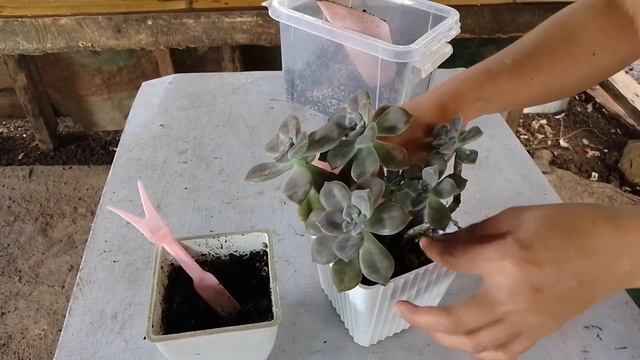 #GRAPTOVERIA MRS RICHARDS # MRS RICHARDS