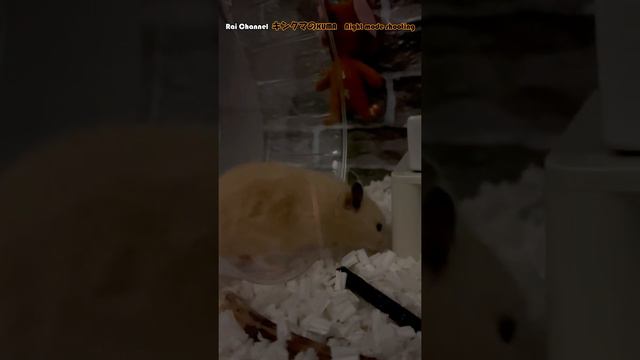 外に出たがるハムスターの初期症状【夜の行動観察】 смотреть онлайн