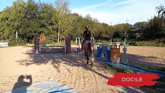 Andalusian horse | characteristics, origin & disciplines смотреть онлайн