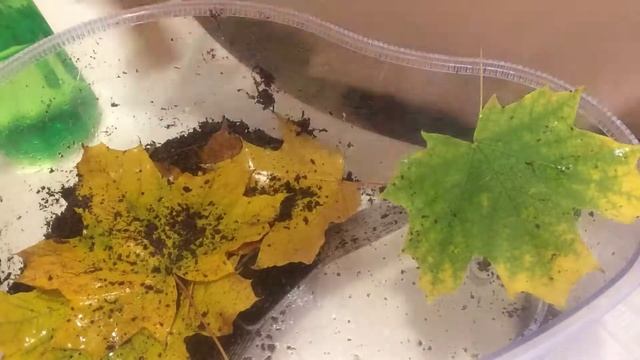 Делаю декор весны в аквариуме для улиток