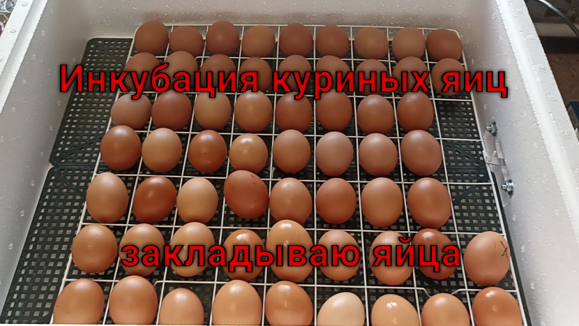 В приобретённый инкубатор заложил яйцо.
